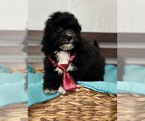 Zuchon Puppy for sale in CINCINNATI, OH, USA