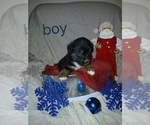 Puppy Puppy 2 Miniature Australian Shepherd