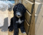 Small Photo #8 Sheepadoodle Puppy For Sale in WA KEENEY, KS, USA