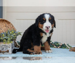Small Photo #15 Bernese Mountain Dog Puppy For Sale in BIRD IN HAND, PA, USA