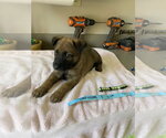 Small #4 Mutt