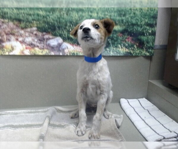 Medium Photo #1 Mutt Puppy For Sale in Moreno Valley, CA, USA