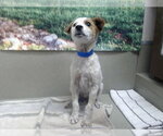Small Mutt