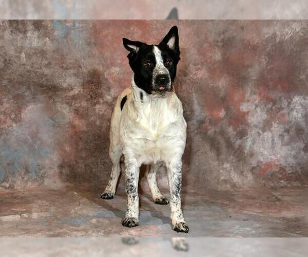 Medium Photo #2 Mutt Puppy For Sale in West Valley, UT, USA