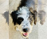 Small #6 Border Collie Mix
