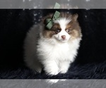 Small Photo #6 Pomeranian Puppy For Sale in WARSAW, IN, USA