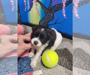Poodle (Standard)-Shiba Inu Mix Puppy for sale in KENDALL, WI, USA