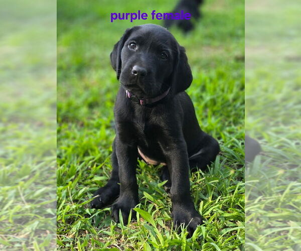 Medium Photo #4 Labrador Retriever Puppy For Sale in TALBOTT, TN, USA