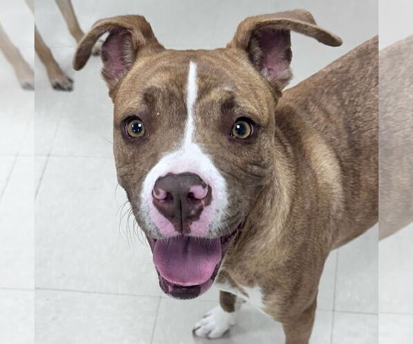 Medium Photo #1 Boxer-Unknown Mix Puppy For Sale in Newfield, NJ, USA