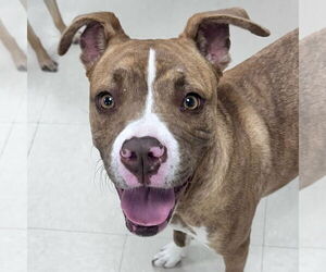 Boxer-Unknown Mix Dogs for adoption in Newfield, NJ, USA