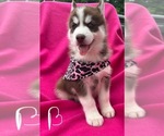 Puppy Puppy 2 Siberian Husky