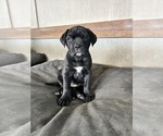 Puppy 1 Bullmastiff-Mastador Mix