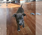 Spirit - Female Staffordshire Bull Terrier-Unknown Mix Dog for Adoption - Small photo