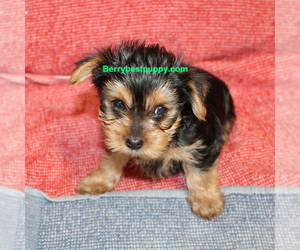 Yorkshire Terrier Puppy for sale in JUNIPER HILLS, CA, USA