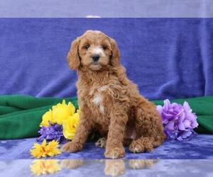 Goldendoodle (Miniature) Puppy for Sale in NEW HOLLAND, Pennsylvania USA