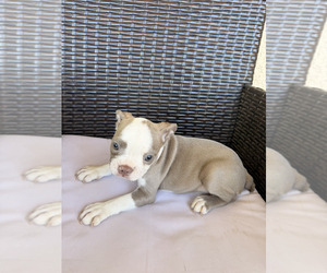 Boston Terrier Puppy for sale in MERCED, CA, USA