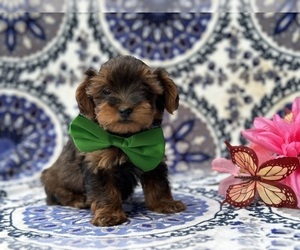 Poodle (Toy)-YorkiePoo Mix Puppy for sale in LANCASTER, PA, USA