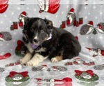 Small Photo #3 Australian Cattle Dog-Border Collie Mix Puppy For Sale in LANCASTER, PA, USA