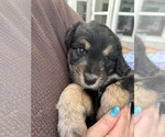 Small Photo #44 Aussiedoodle Puppy For Sale in LONGWOOD, FL, USA