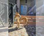 Small #38 Saluki-Whippet Mix