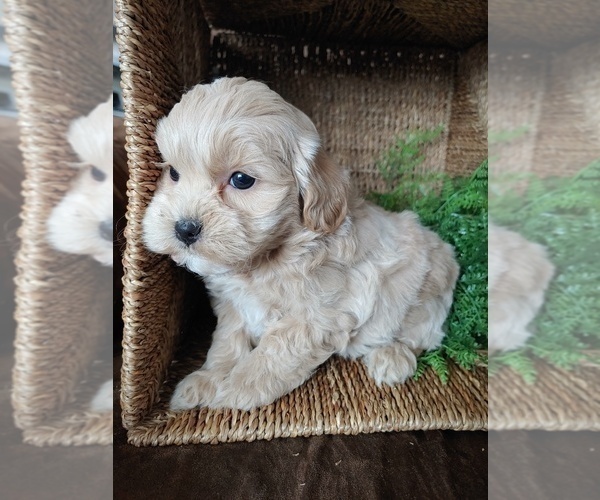 Full screen Photo #2 ShihPoo Puppy For Sale in CANON CITY, CO, USA