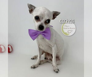Chihuahua Dogs for adoption in Benton, LA, USA