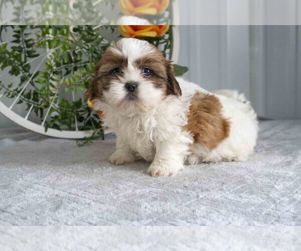 Medium Photo #1 Shih Tzu Puppy For Sale in WOOSTER, OH, USA