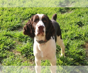English Springer Spaniel Puppy for sale in BOONVILLE, IN, USA