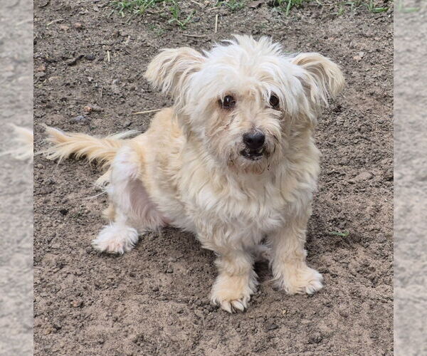 Medium Photo #1  Puppy For Sale in , 