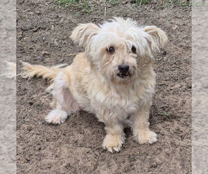 Mutt Dogs for adoption in Spring, TX, USA