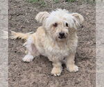 Small Photo #1  Puppy For Sale in , 