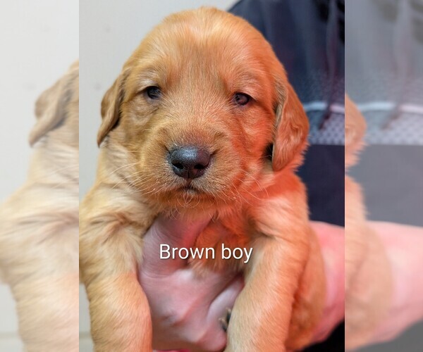 Medium Photo #5 Golden Retriever Puppy For Sale in BRADFORD, OH, USA