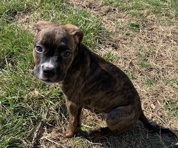 Medium Photo #1 American Bully-Boxer Mix Puppy For Sale in PORTSMOUTH, VA, USA