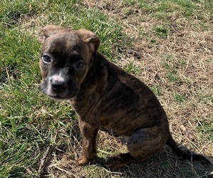 Medium American Bully-Boxer Mix