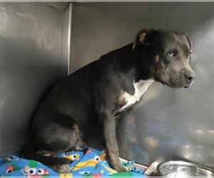 American Pit Bull Terrier Dogs for adoption in Downey, CA, USA