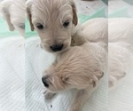 Small #12 Golden Retriever