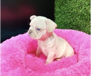 French Bulldog Puppy for sale in LAS VEGAS, NV, USA