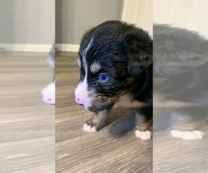 Bernese Mountain Dog Puppy for Sale in COLUMBIA, South Carolina USA