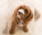 Small Photo #11 Cavapoo Puppy For Sale in BAY VIEW, WI, USA
