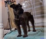 Small Photo #1 Schnauzer (Miniature) Puppy For Sale in BROOKSVILLE, FL, USA