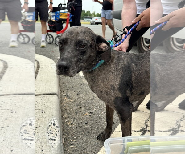 Medium Photo #14 Catahoula Leopard Dog Puppy For Sale in Oakhurst, NJ, USA