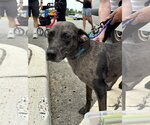 Small #13 Catahoula Leopard Dog