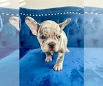 Small Photo #15 French Bulldog Puppy For Sale in SEATTLE, WA, USA