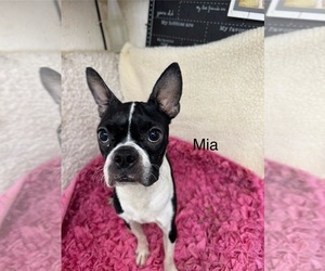 Mother of the Boston Terrier puppies born on 03/12/2026