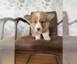 Puppy Milo American Corgi