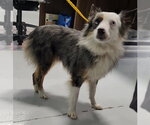 Small Australian Shepherd