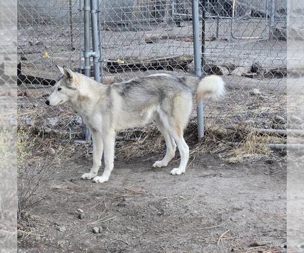 Medium Photo #1 Siberian Husky Puppy For Sale in Incline Village, NV, USA