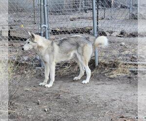 Siberian Husky Dogs for adoption in Incline Village, NV, USA