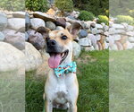 Small Photo #2 Mutt Puppy For Sale in South Bend, IN, USA