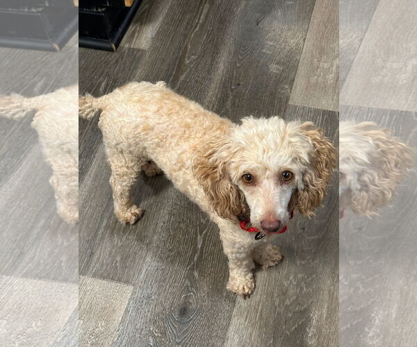 Medium Photo #3 Poodle (Toy) Puppy For Sale in Fort Wayne, IN, USA